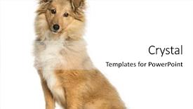  Presentation with security camera monitoring - Presentation design enhanced with side border - bored collie sitting and looking background and a white colored foreground