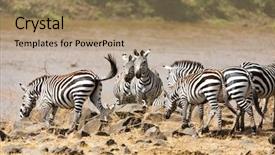  Presentation with great migration - Slides having side during the annual great background and a coral colored foreground