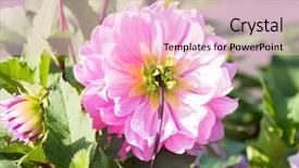  Presentation with dahlia - PPT theme with side of beautiful pink dahlia background and a lemonade colored foreground
