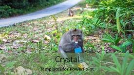  Presentation with plastic bottle - Presentation theme enhanced with side of the road background and a seafoam green colored foreground