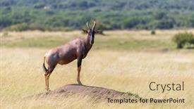  Presentation with predators - PPT theme featuring side-profile-of-a-topi background and a lemonade colored foreground