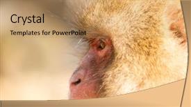  Presentation with monkey - Colorful PPT layouts enhanced with side-profile-of-monkey backdrop and a coral colored foreground