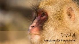  Presentation with monkey - Beautiful slides featuring side-profile-of-monkey backdrop and a coral colored foreground
