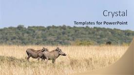  Presentation with kenya - Amazing presentation theme having side-profile-of-two-adult backdrop and a light blue colored foreground