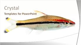  Presentation with fish - Colorful PPT theme enhanced with side-vie-of-a-denison backdrop and a cream colored foreground