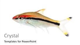  Presentation with fish - PPT layouts having side-vie-of-a-denison background and a white colored foreground