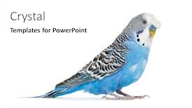  Presentation with blue - PPT theme with side-view-blue-crested-budgerigar background and a white colored foreground