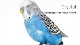  Presentation with blue - Theme featuring side-view-blue-crested-budgerigar background and a white colored foreground