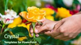  Presentation with rose yellow - Colorful slide set enhanced with buying flowers in a modern backdrop and a coral colored foreground