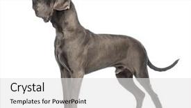  Presentation with old dog - Cool new PPT theme with side view great dane dog 10 months old looking up front white background backdrop and a light gray colored foreground