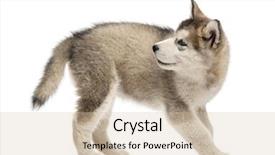  Presentation with puppy - PPT theme enhanced with side view of a alaskan malamute puppy looking back isolated on white background and a soft green colored foreground