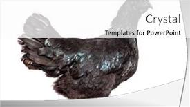  Presentation with hen - Slide deck with side-view-of-a-ayam background and a white colored foreground