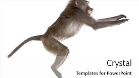  Presentation with healthy workplace full length side view - Amazing PPT theme having side view of a baboon backdrop and a white colored foreground