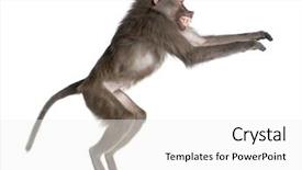  Presentation with jumping into the ocan - Slides consisting of side view of a baboon background and a white colored foreground