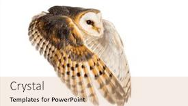  Presentation with leafes side - Theme featuring side-view-of-a-barn background and a coral colored foreground