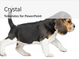 Side View Of A Beagle PPT template 33 | CrystalGraphics