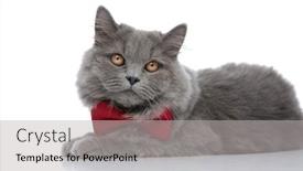  Presentation with red bow - Amazing theme having side-view-of-a-beautiful backdrop and a light gray colored foreground