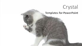  Presentation with paw - PPT theme having side-view-of-a-beautiful background and a white colored foreground