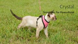  Presentation with beautiful green - Cool new PPT layouts with side-view-of-a-beautiful backdrop and a yellow colored foreground