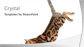  Presentation with cat - PPT layouts with side-view-of-a-bengal background and a white colored foreground