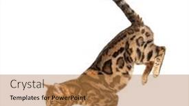  Presentation with cat - Theme enhanced with side-view-of-a-bengal background and a coral colored foreground