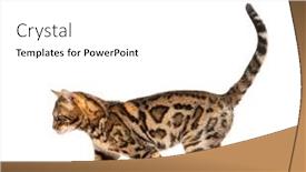  Presentation with walking cat - Presentation theme with side-view-of-a-bengal background and a white colored foreground