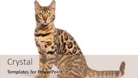  Presentation with cat - Presentation design with side-view-of-a-bengal background and a coral colored foreground
