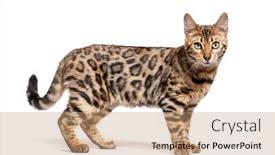  Presentation with cat - PPT theme featuring side-view-of-a-bengal background and a coral colored foreground