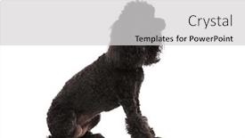  Presentation with poodle - Theme with side view of a black poodle looking up at something background and a light gray colored foreground
