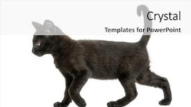  Presentation with walking cat - Theme enhanced with little boy sitting at desk and talking on the phone background and a light gray colored foreground