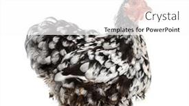  Presentation with hen - Slide set featuring side-view-of-a-black background and a white colored foreground