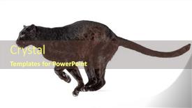  Presentation with ready - Presentation consisting of side-view-of-a-black background and a tawny brown colored foreground