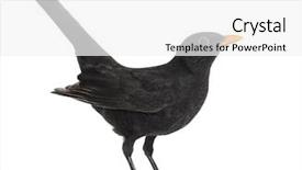  Presentation with healthy workplace full length side view - Presentation theme consisting of side view of a blackbird background and a white colored foreground