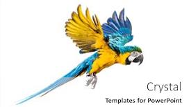  Presentation with blue yellow - PPT layouts enhanced with side-view-of-a-blue background and a white colored foreground