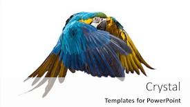  Presentation with blue yellow - Slides having side-view-of-a-blue background and a white colored foreground