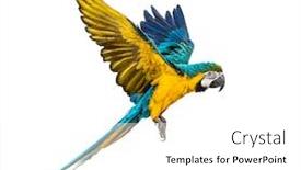  Presentation with blue yellow - PPT layouts featuring side-view-of-a-blue background and a white colored foreground