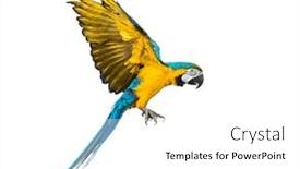  Presentation with blue yellow - Theme enhanced with side-view-of-a-blue background and a white colored foreground