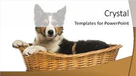  Presentation with border collie 4 years - Beautiful presentation theme featuring side view of a border backdrop and a  colored foreground