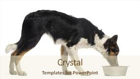  Presentation with border collie 4 years - Slide deck enhanced with side view of a border background and a  colored foreground