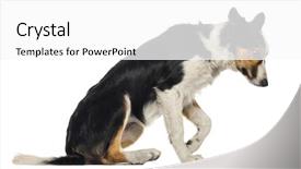  Presentation with border - Presentation theme with side view of a border background and a white colored foreground