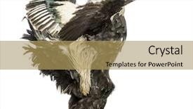  Presentation with flapping - Slide set with side view of a brahma background and a  colored foreground