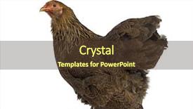  Presentation with hen - PPT layouts enhanced with side view of a brahma background and a  colored foreground