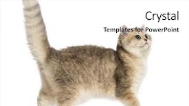  Presentation with british - Slide set with side view of a british background and a white colored foreground