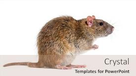  Presentation with rat - Theme featuring side-view-of-a-brown background and a  colored foreground
