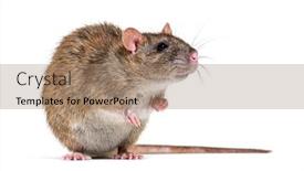 Presentation with rat - Slide deck having side-view-of-a-brown background and a  colored foreground