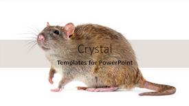  Presentation with rat - Slides enhanced with side-view-of-a-brown background and a coral colored foreground