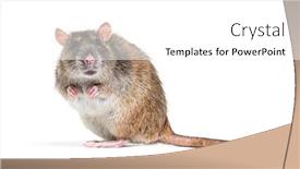  Presentation with rat - Presentation with side-view-of-a-brown background and a  colored foreground
