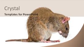  Presentation with rat - Theme enhanced with side-view-of-a-brown background and a coral colored foreground