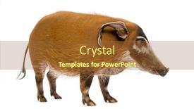  Presentation with pig - Theme consisting of side-view-of-a-bush background and a tawny brown colored foreground