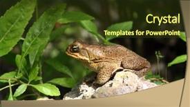  Presentation with cane - PPT layouts with side view of a cane background and a tawny brown colored foreground